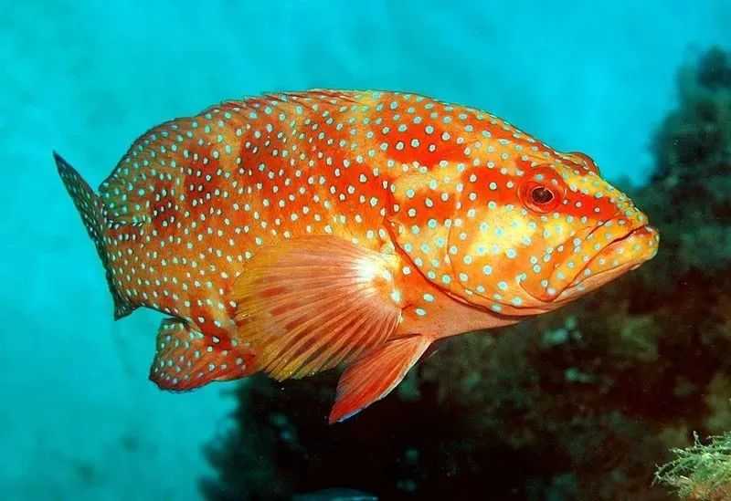 Plectropomus leopardus: The Striking "East Star Grouper" of Tropical Reefs