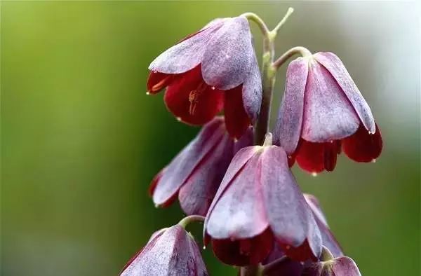 Persian Lily: A Mesmerizing Gem in the World of Bulbous Plants