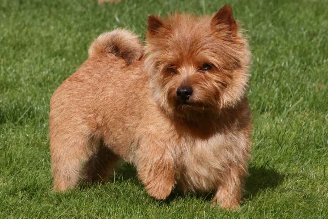 Norwich Terrier: The Feisty British Companion with a Storied Past