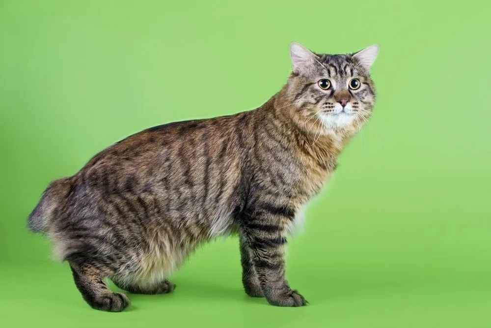 American Bobtail: A Perfect Fusion of Wilderness and Domestic Affection